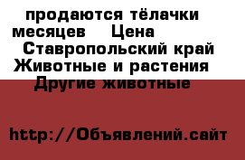 продаются тёлачки 6 месяцев  › Цена ­ 20 000 - Ставропольский край Животные и растения » Другие животные   